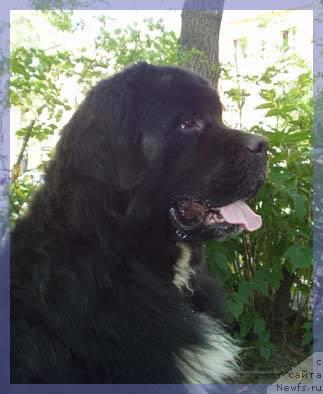 Фото: ньюфаундленд Талисман Уит Бэрри