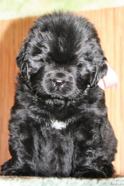 Фото: Бегущая по волнам Хэнд Мэйд