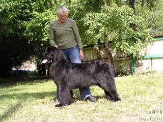 Фото: ньюфаундленд Плюшевая Панда Гретта Гарби