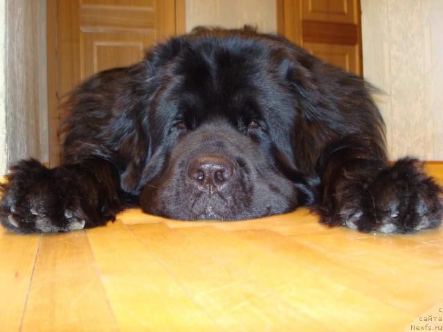 Фото: ньюфаундленд Смигар Дар Божий