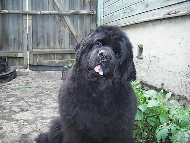 Фото: ньюфаундленд Лесная Сказка Руслана