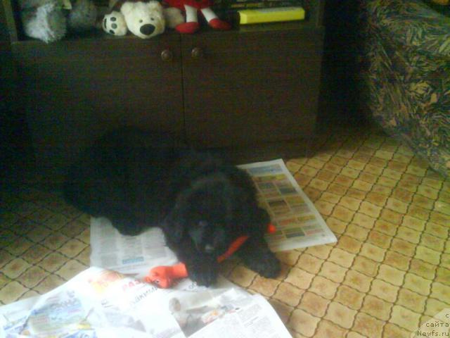 Фото: ньюфаундленд Челенджер