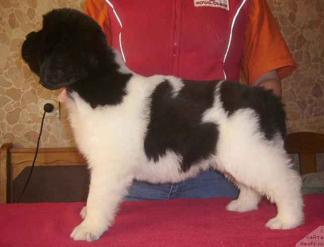 Фото: ньюфаундленд Супер Премиум Женева (Super Premium Zheneva)