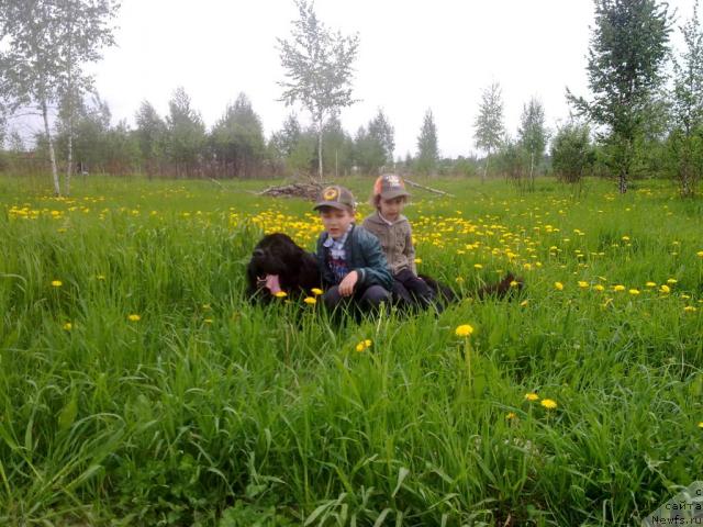 Фото: ньюфаундленд Казанова Большой Друг