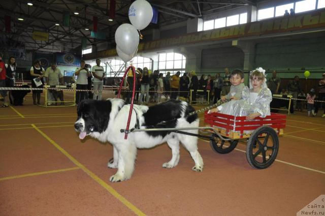 Фото: ньюфаундленд Лорд Люксембург Аюлар из Тихого Омута (Lord Luxemburg Ayular iz Tihogo Omuta)
