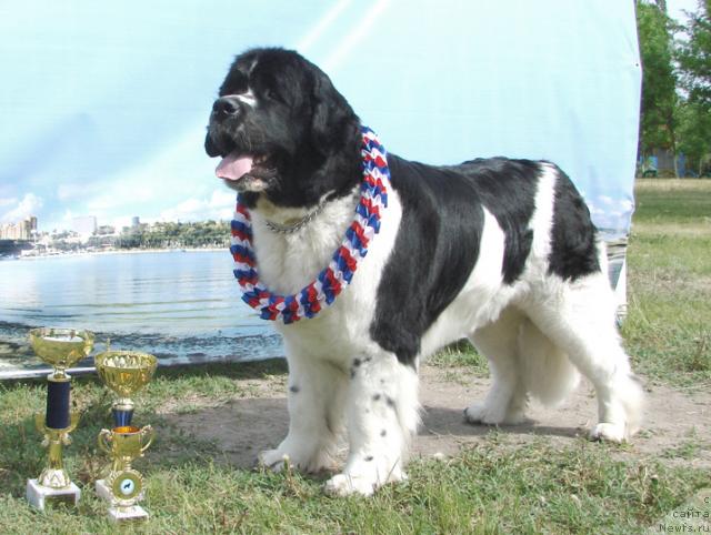 Фото: ньюфаундленд Маг Исполин Инфанта (Mag Ispolin Infanta)