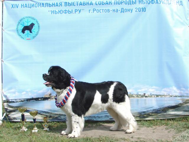 Фото: ньюфаундленд Маг Исполин Инфанта (Mag Ispolin Infanta)