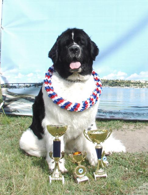 Фото: ньюфаундленд Маг Исполин Инфанта (Mag Ispolin Infanta)