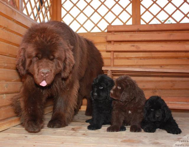 Фото: ньюфаундленд Aetna vom Riesrand, с детьми от Зази