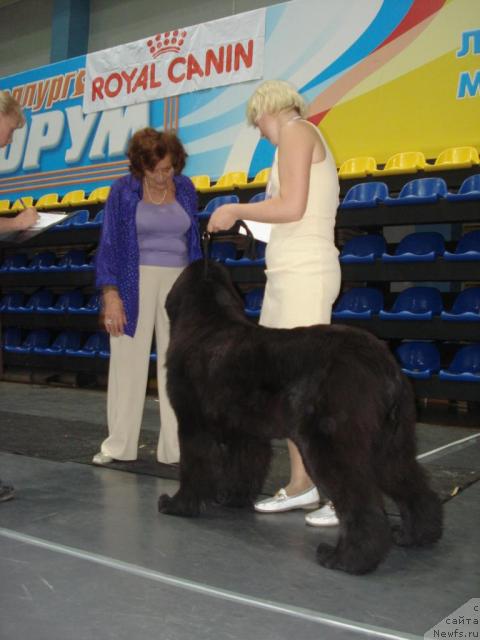 Фото: ньюфаундленд Их Высочество Баттерфляй Блэк Омелия