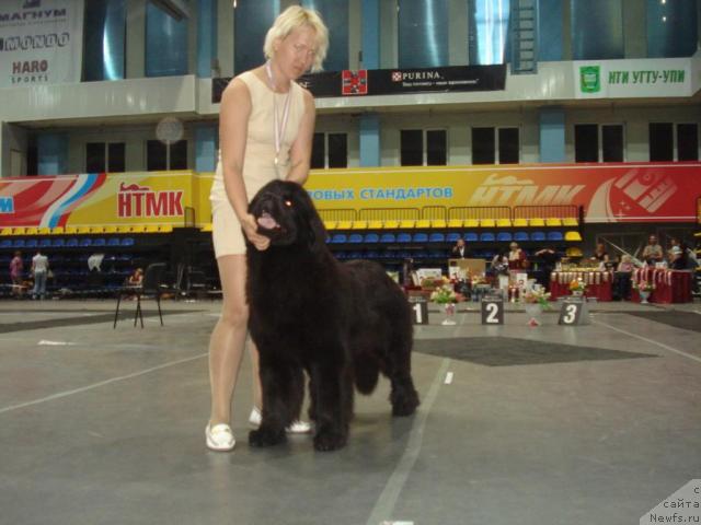 Фото: ньюфаундленд Их Высочество Баттерфляй Блэк Омелия