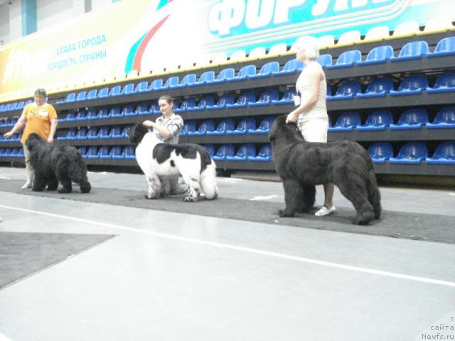 Фото: ньюфаундленд King of Helluland I'm Precious, ньюфаундленд Супер Бизон Арго (Super Bizon Argo), ньюфаундленд Их Высочество Баттерфляй Блэк Омелия