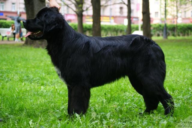 Фото: ньюфаундленд Питерньюф Пепси Кола (Piternyuf Pepsi Cola)