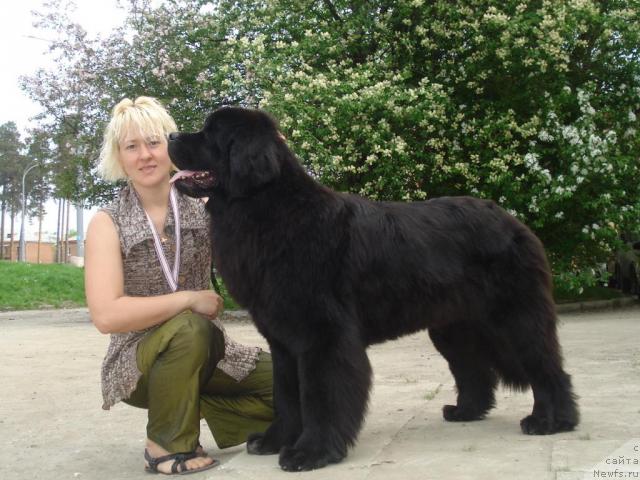 Фото: ньюфаундленд Их Высочество Баттерфляй Блэк Омелия