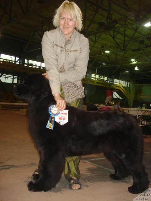 Фото: ньюфаундленд Их Высочество Баттерфляй Блэк Омелия