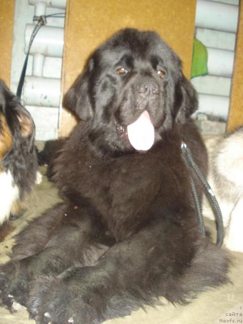 Фото: ньюфаундленд Их Высочество Баттерфляй Блэк Омелия