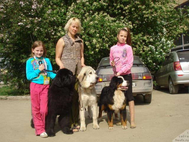 Фото: ньюфаундленд Их Высочество Баттерфляй Блэк Омелия