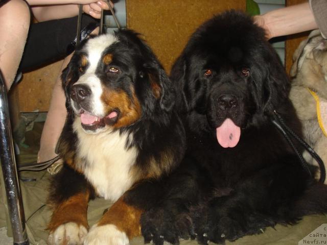 Фото: ньюфаундленд Их Высочество Баттерфляй Блэк Омелия