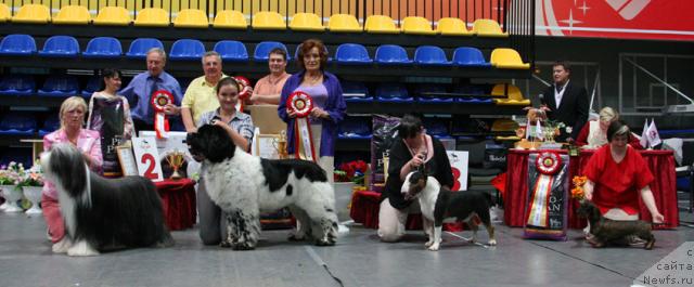 Фото: ньюфаундленд Супер Бизон Арго (Super Bizon Argo)