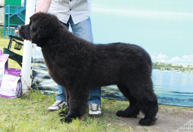 Фото: ньюфаундленд Акватория Келвин Куинджи