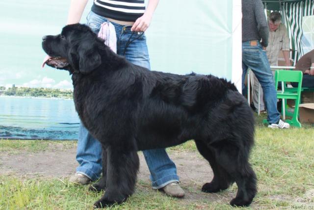 Фото: ньюфаундленд Face of an Angel Giant's Island