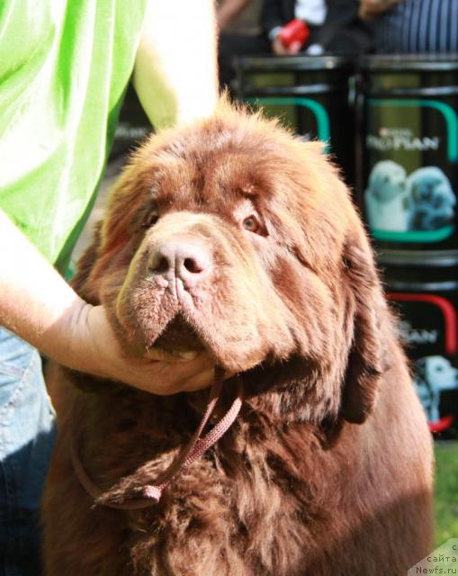 Фото: ньюфаундленд Grizzly Bear