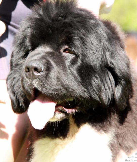 Фото: ньюфаундленд Chatkantarra Taro