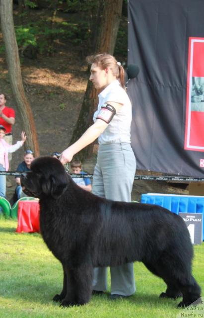 Фото: ньюфаундленд Borntobe Like Sam iz Volotova