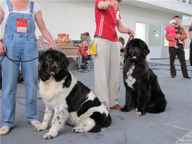 Фото: ньюфаундленд Кипер Соул Жемчужина Белая, ньюфаундленд Орхидея Цветок Любви