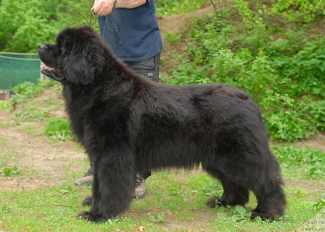 Фото: ньюфаундленд Cayuga Conquistadorforpotap