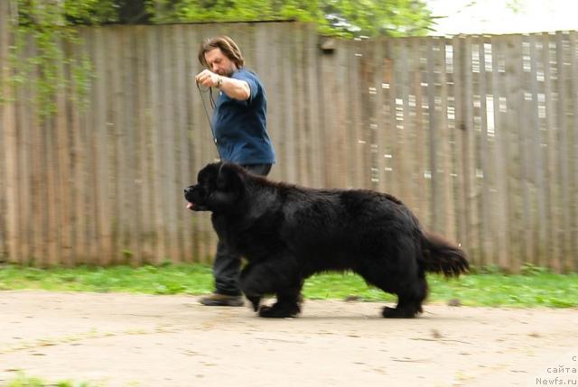 Фото: ньюфаундленд Cayuga Conquistadorforpotap