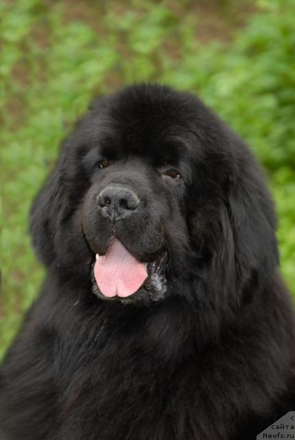 Фото: ньюфаундленд Cayuga Conquistadorforpotap