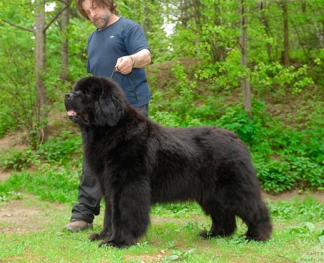 Фото: ньюфаундленд Cayuga Conquistadorforpotap, Андрей Зотов