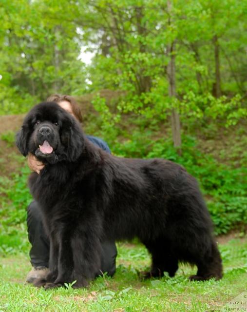 Фото: ньюфаундленд Cayuga Conquistadorforpotap, Андрей Зотов