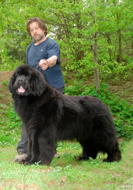 Фото: ньюфаундленд Cayuga Conquistadorforpotap, Андрей Зотов