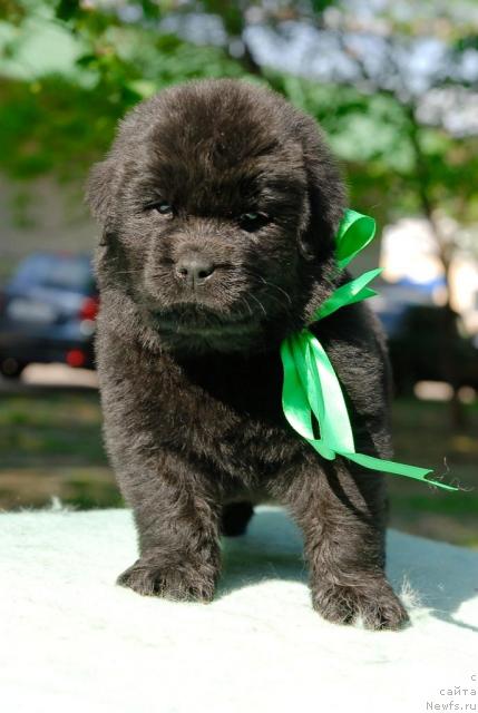 Фото: ньюфаундленд Kloofbears My Dream for Sent Djons, ньюфаундленд Джентли Бон из Медвежьего Яра