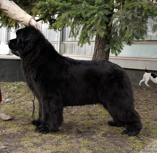 Фото: ньюфаундленд Сент Джонс Романсе оф Лав (Sent Djons Romance of Love)