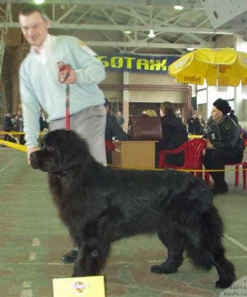 Фото: ньюфаундленд Ерхана Марлеон (Erhana Marleone)