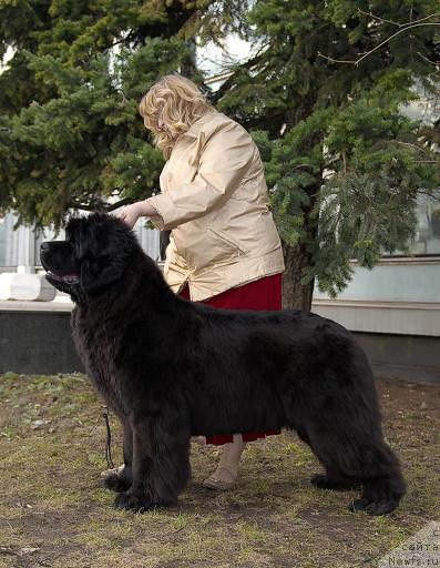 Фото: ньюфаундленд Сент Джонс Романсе оф Лав (Sent Djons Romance of Love)