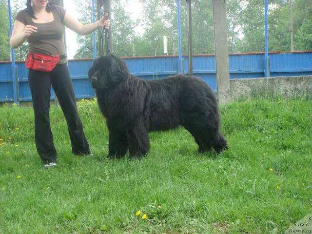 Фото: ньюфаундленд Ассоль Блэк Декор