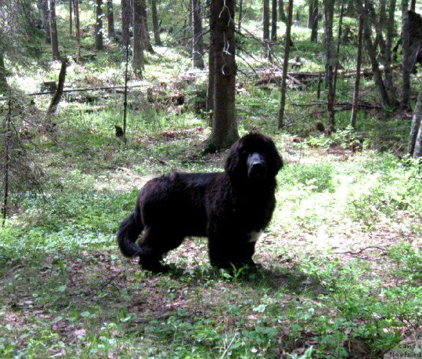 Фото: ньюфаундленд Блэк Диамонд Агидель от Потапа Сьюзэн