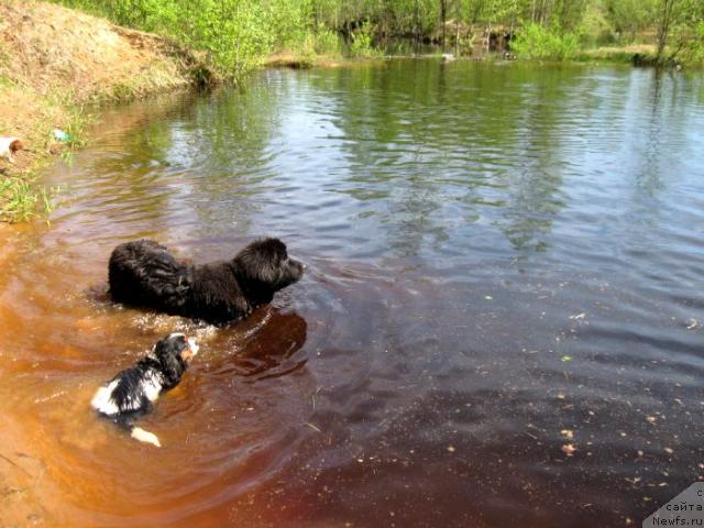 Фото: ньюфаундленд Блэк Диамонд Агидель от Потапа Сьюзэн