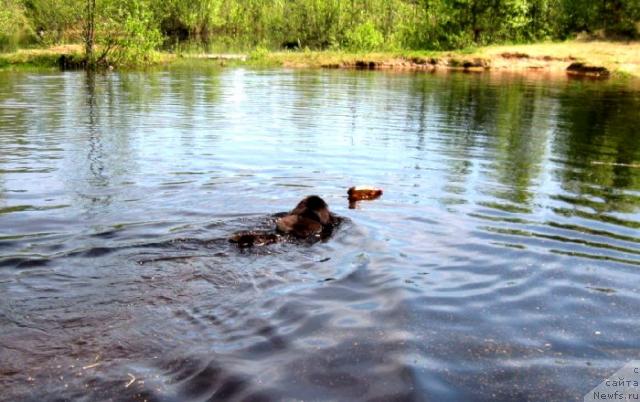 Фото: ньюфаундленд Блэк Диамонд Агидель от Потапа Сьюзэн