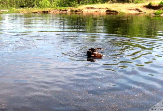 Фото: ньюфаундленд Блэк Диамонд Агидель от Потапа Сьюзэн