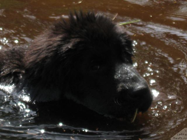 Фото: ньюфаундленд Блэк Диамонд Агидель от Потапа Сьюзэн