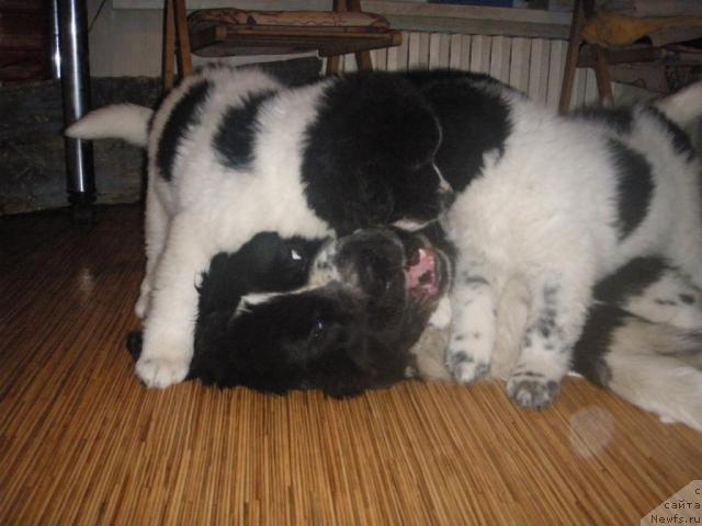 Фото: ньюфаундленд Маг Исполин Любомир