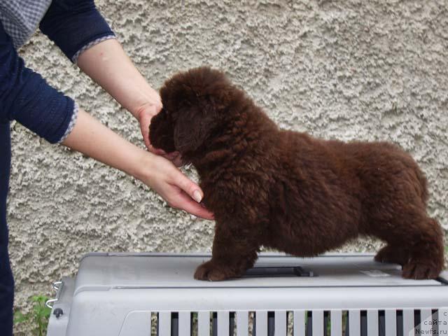 Фото: ньюфаундленд Супер Премиум Брабус