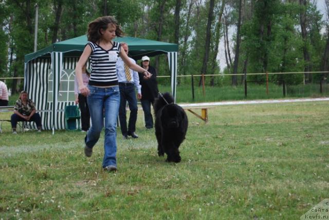 Фото: ньюфаундленд Face of an Angel Giant's Island, Дарья Санникова