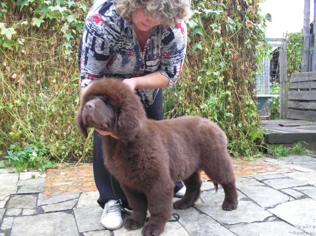 Фото: ньюфаундленд Супер Премиум Брабус