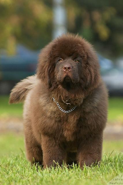 Фото: ньюфаундленд Супер Премиум Бест Бэлжен Ригардс (Super Premium Best Belzhen Regards)